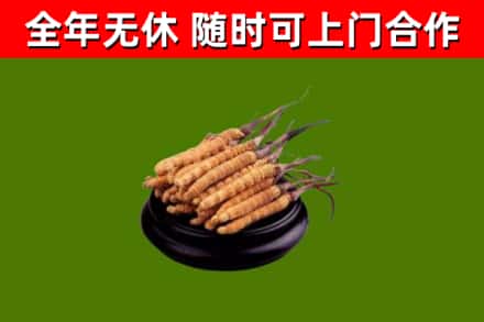政和县烟酒回收冬虫夏草.jpg