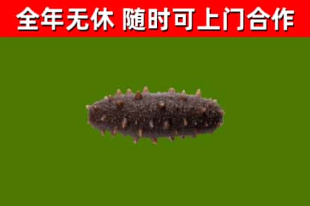 政和县烟酒回收干海参.jpg